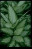 dieffenbachia.jpg