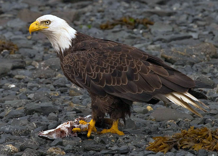 2010-bald-eagle-kodiak.jpg