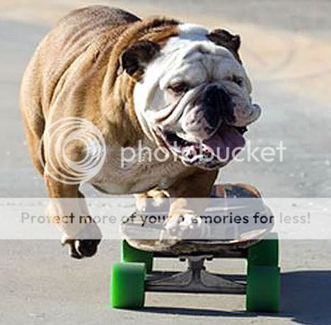 skateboarding_dog_1s.jpg