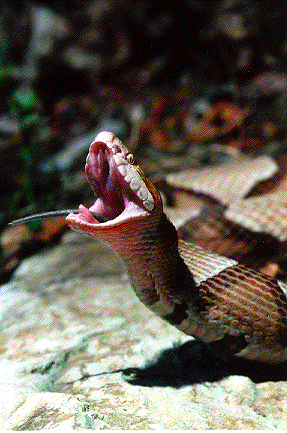 copperhead.gif